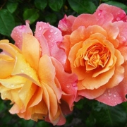 fleurs